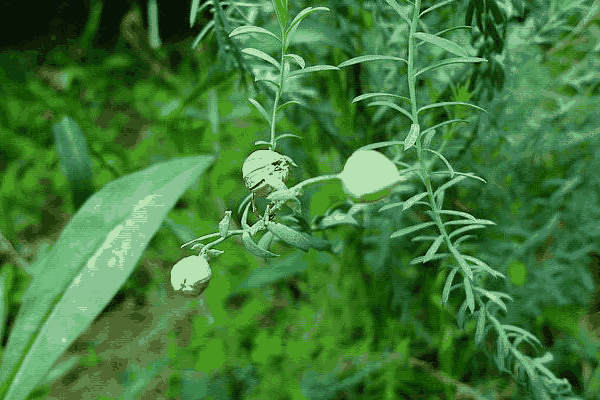 亚麻种植